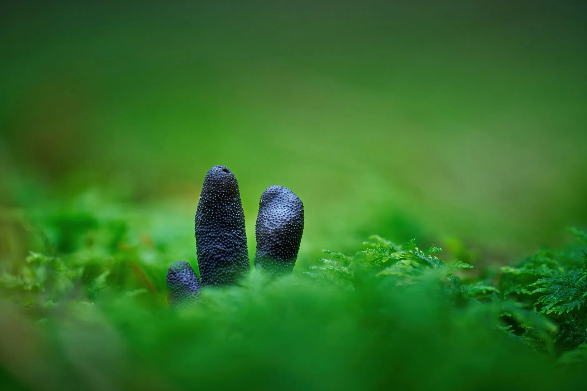 家用电器行业能效标准升级对上海家庭选购小家电的影响